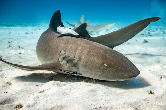 Nurse shark resting on sand in bimini, bahamas