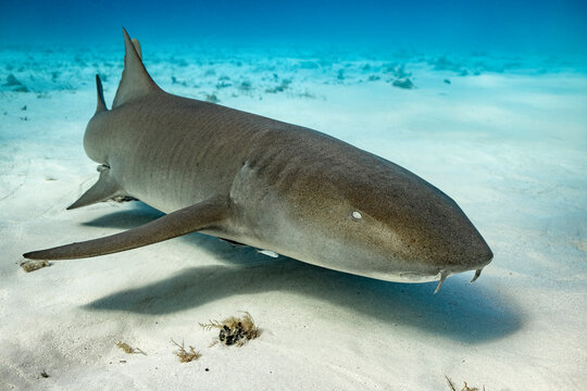Nurse shark resting on sandy ocean floor, Bimini