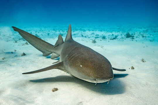 Nurse Shark resting on sandy bottom of Bimini, Bahamas