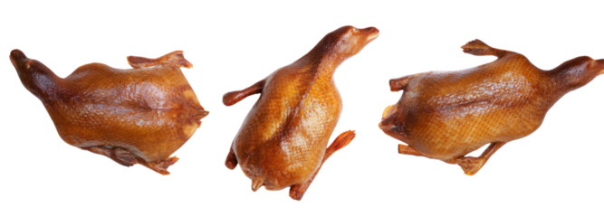 Unique animal model in creative studio environment with transparent bg