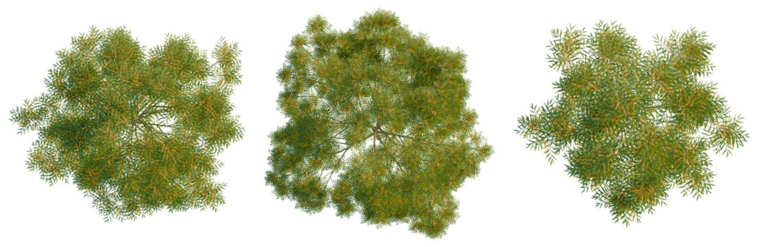 Grevillea robusta tree plan, top view, cutout, transparent background, isolate, Lush green tree with vibrant foliage, detailed branches, natural landscape, scenic view, summer season