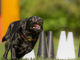active black labrador retriever working dog in fast outdoor dog sport training circling around cones