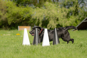 active black labrador retriever working dog in fast outdoor dog sport training circling around cones