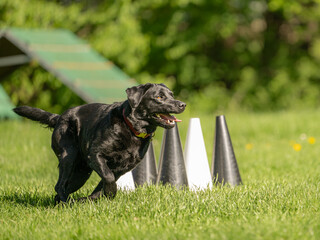 active black labrador retriever working dog in fast outdoor dog sport training circling around cones