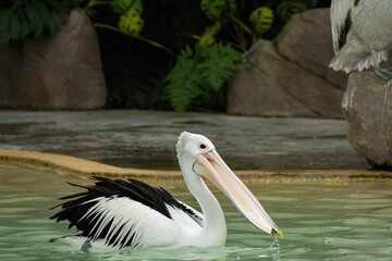 Pelicans at Singapore Bird Park