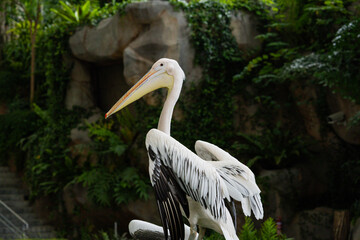 Pelicans at Singapore Bird Park