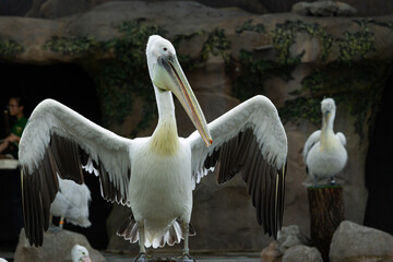 Pelicans at Singapore Bird Park