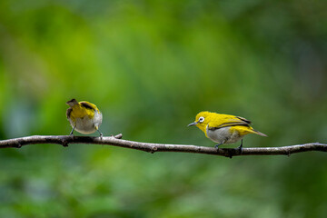 Two Indian White-eyes (Zosterops palpebrosus), small, yellowish-olive birds with distinctive white eye-rings, perch on a branch.