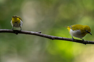 Two Indian White-eyes (Zosterops palpebrosus), small, yellowish-olive birds with distinctive white eye-rings, perch on a branch.