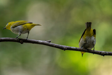 Two Indian White-eyes (Zosterops palpebrosus), small, yellowish-olive birds with distinctive white eye-rings, perch on a branch.