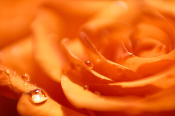 Orange Rose with Water Droplets  Macro Close-Up