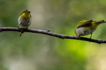 Two Indian White-eyes (Zosterops palpebrosus), small, yellowish-olive birds with distinctive white eye-rings, perch on a branch.