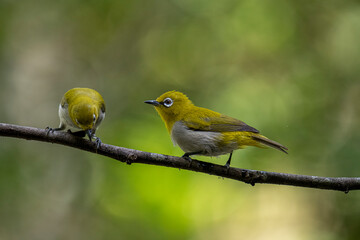 Two Indian White-eyes (Zosterops palpebrosus), small, yellowish-olive birds with distinctive white eye-rings, perch on a branch.