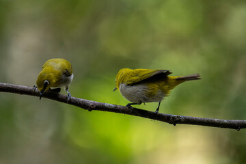 Two Indian White-eyes (Zosterops palpebrosus), small, yellowish-olive birds with distinctive white eye-rings, perch on a branch.