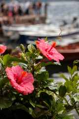Blossom hibiscus flower on the background of lake Garda, the bay in Limone sul Garda town
