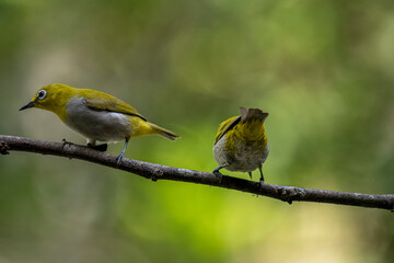 Two Indian White-eyes (Zosterops palpebrosus), small, yellowish-olive birds with distinctive white eye-rings, perch on a branch.