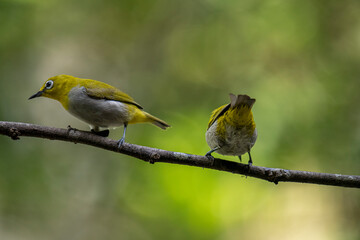 Two Indian White-eyes (Zosterops palpebrosus), small, yellowish-olive birds with distinctive white eye-rings, perch on a branch.