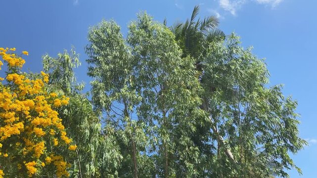 Tecoma stans
The leaves and flowers of the Golden Shower tree, brewed with hot water, can be made into a tea to reduce fever, treat colds, cure jaundice, manage diabetes, relieve headaches, alleviate