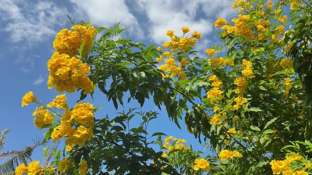 Tecoma stans
The leaves and flowers of the Golden Shower tree, brewed with hot water, can be made into a tea to reduce fever, treat colds, cure jaundice, manage diabetes, relieve headaches, alleviate