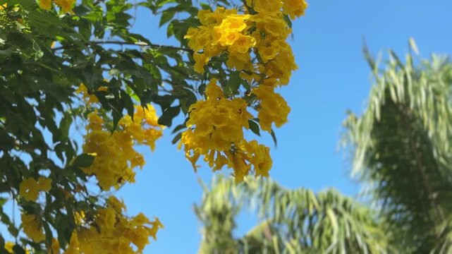 Tecoma stans
The leaves and flowers of the Golden Shower tree, brewed with hot water, can be made into a tea to reduce fever, treat colds, cure jaundice, manage diabetes, relieve headaches, alleviate