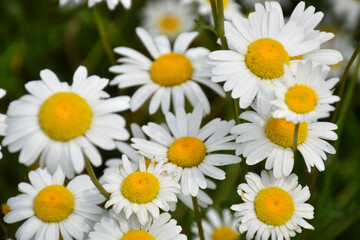 A field of daisies, Sainte-Apolline, Qu&eacute;bec, Canada
