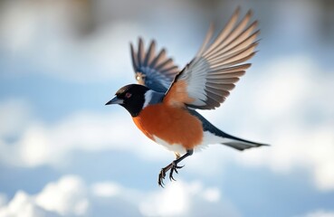 A vibrant Eurasian bullfinch in flight. The bird displays vivid red orange chest black head. Its wings extend against a backdrop of snowy sky. Nature wildlife photography.