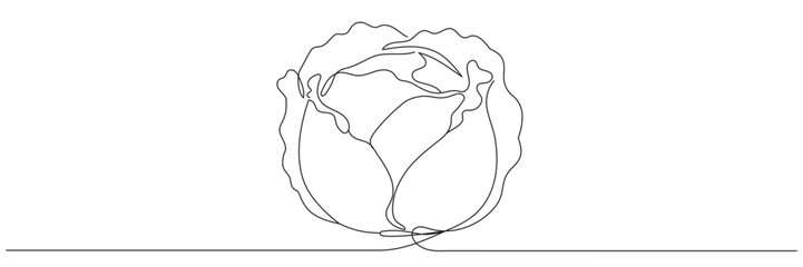 One continuous line drawing of cabbage, vector drawing of cabbage. Editable line