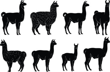Obraz premium Llama and alpaca silhouette animal set with standing poses, black wildlife vector illustration collection