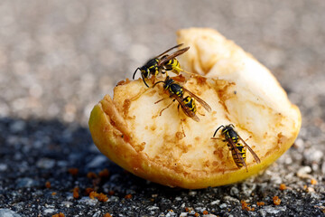 wasps eating sweet apple that has fallen from the tree and rotting on a street