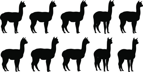 Obraz premium Llama and alpaca silhouette character set with standing poses, black animal vector illustration