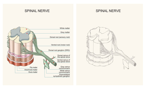 Spinal Nerve Anatomy: Dorsal and Ventral Roots, Rami and Sympathetic Connections
