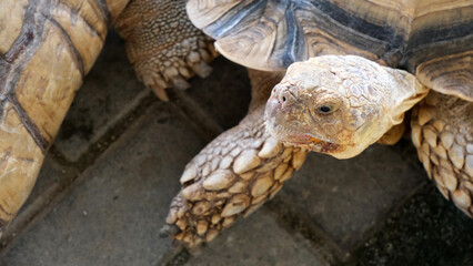 close up look of an African tortoise, African spurred tortoise or centrochelys sulcata or geochelone sulcata or sulcata tortoise or tortoise on the conblock at Aviary Park, Indonesia. Indonesian zoo