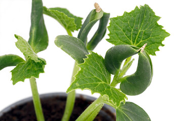 Cucumber seedlings in plastic pot on white background, close-up of young cucumber plants, concept of growing vegetables at home