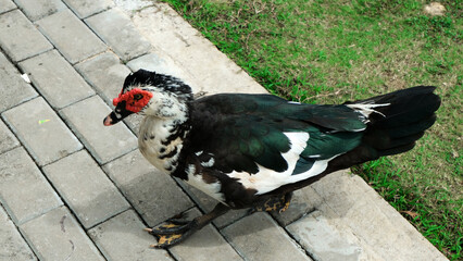 Muscovy duck (Cairina moschata) in a zoo on the ground. a species of large domesticated duck