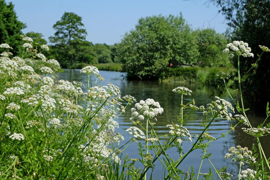 Oenanthe crocata, also known as hemlock water dropwort, growing along the banks of the River Wey, UK