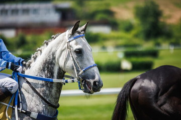 Thoroughbred racehorse with jockey before horse racing. Animal sport competition