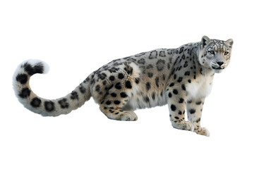 Fototapeta premium Snow leopard walking