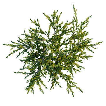 Acacia paradoxa tree plan, top view, cutout, transparent background, isolate, Delicate fern fronds isolated on a dark background, perfect for botanical designs.
