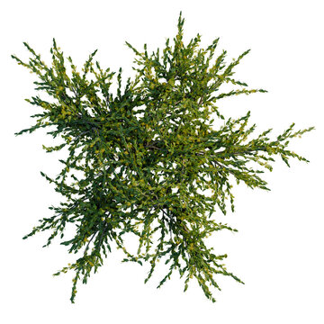 Acacia paradoxa tree plan, top view, cutout, transparent background, isolate, Delicate green fern leaves close-up, beautiful natural texture, detailed macro photography