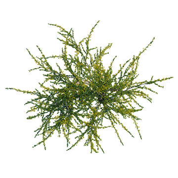 Acacia paradoxa tree plan, top view, cutout, transparent background, isolate, Delicate sprig of green fern, close-up botanical details for nature and spring themes.