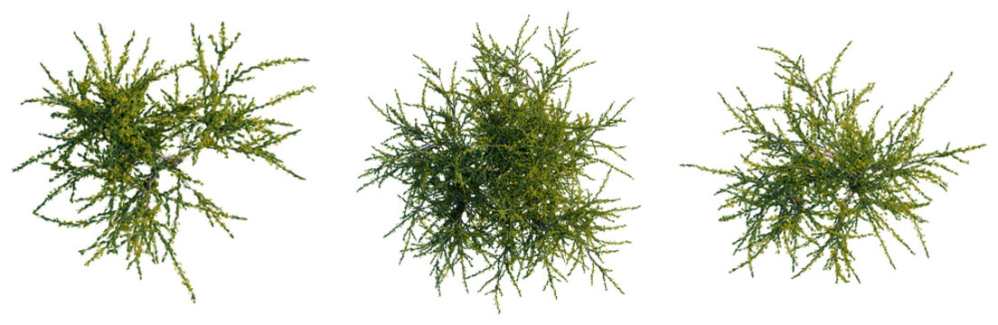 Acacia paradoxa tree plan, top view, cutout, transparent background, isolate, Close-up of vibrant green moss texture, detailed natural background, botanical illustration