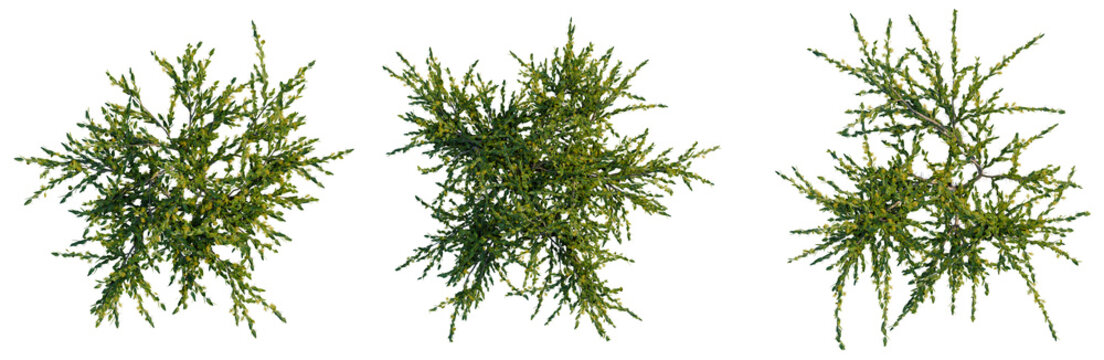 Acacia paradoxa tree plan, top view, cutout, transparent background, isolate, Detailed close-up of a lush green pine branch with intricate needles and textures, perfect for seasonal designs.