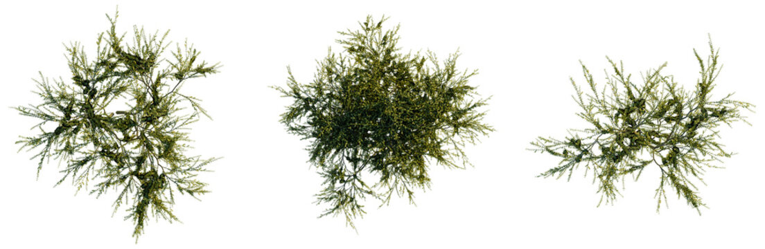 Acacia verticillata tree plan, top view, cutout, transparent background, isolate, Detailed Texture of a Green Fern Branch with Intricate Leaf Patterns, Natural Backdrop