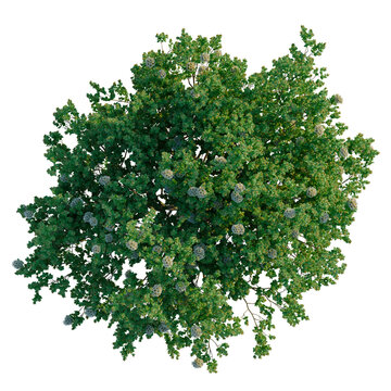 Angophora hispida tree plan, top view, cutout, transparent background, isolate, Detailed close-up of lush green leaves and berries on a plant, vibrant nature macro photography