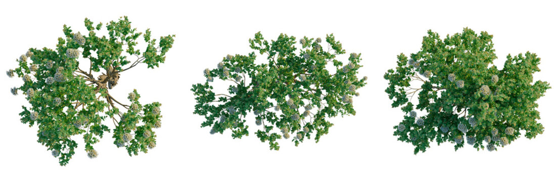 Angophora hispida tree plan, top view, cutout, transparent background, isolate, Detailed branch of a flowering dogwood tree with vibrant yellow blossoms, nature closeup.