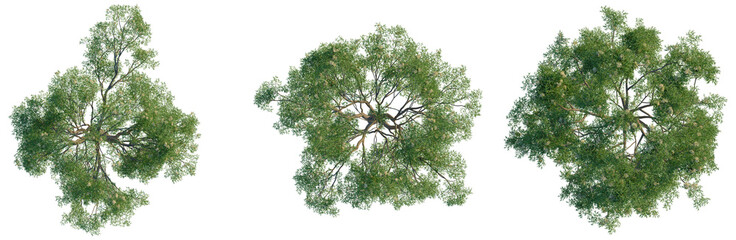 Fototapeta premium Corymbia eximia tree plan, top view, cutout, transparent background, isolate, Detailed aerial view of lush green forest canopy, showcasing vibrant nature and tranquility.