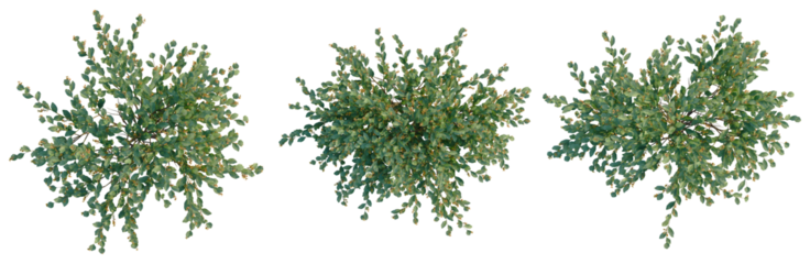 Daviesia latifolia tree plan, top view, cutout, transparent background, isolate, Lush green foliage of a vibrant tree, detailed natural texture, botanical element, nature's artistry