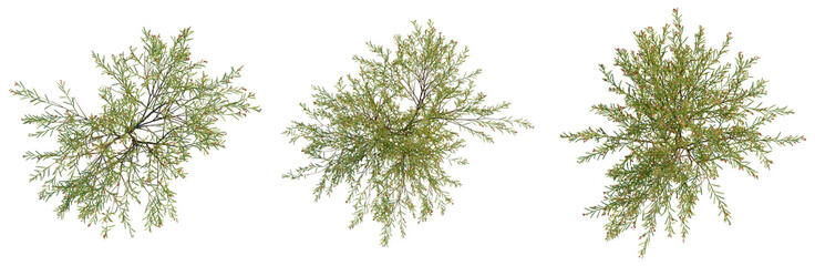 Obraz premium Daviesia leptophylla tree plan, top view, cutout, transparent background, isolate, Detailed close-up of a delicate fern branch, showcasing intricate textures and subtle color variations.