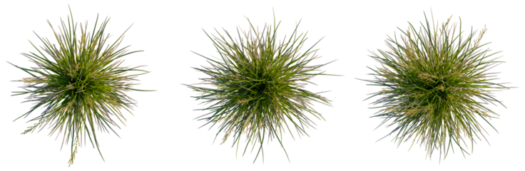 Lomandra longifolia Nyalla tree plan, top view, cutout, transparent background, isolate, Delicate Grasses in Soft Focus - Nature's Subtle Beauty, Minimalist Aesthetic