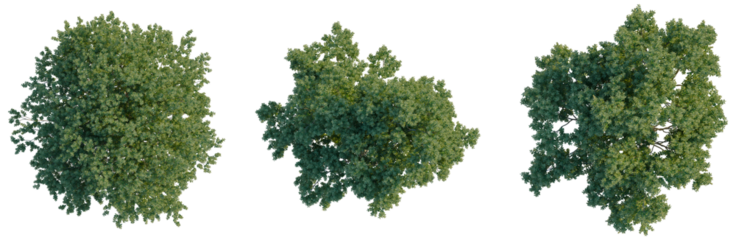 Melaleuca Quinquenervia tree plan, top view, cutout, transparent background, isolate, Detailed Green Tree Branch with Leaves, Natural Texture, Botanical Element, Springtime Foliage, High Resolution